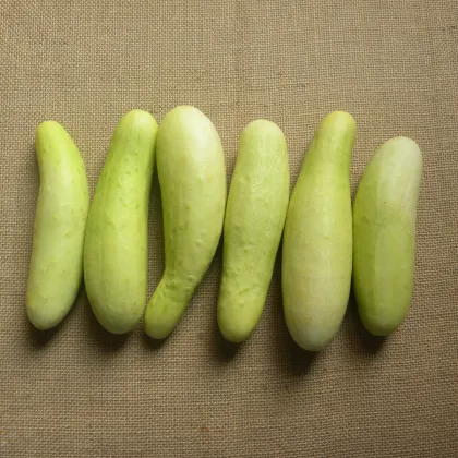 Uhorka šalátová Martini F1 - Cucumis sativus - semienka - 10 ks