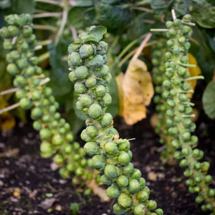 Kel ružičkový Groninger - Brassica oleracea - semienka - 50 ks