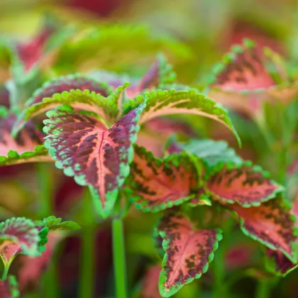 Africká pŕhľava Wizard Coral Sunrise - Coleus blumei - semienka - 30 ks