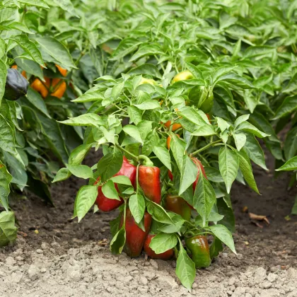 Paprika Bajka - Capsicum annuum - semienka papriky - 20 ks