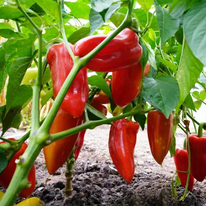 Paprika Meika - Capsicum annuum - semienka papriky - 20 ks