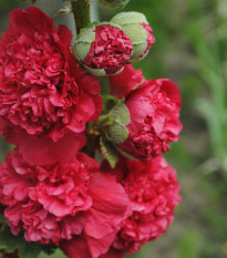 Topoľovka Chaters Scarlet - Alcea rosea - semienka topoľovky - 12 ks