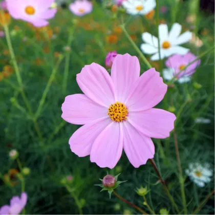 Krasuľka Sonata Pink - Cosmos bipinnatus - predaj semien - 15 ks