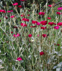 Kukučka vencová - Lychnis coronaria - semienka kukučky - 50 ks