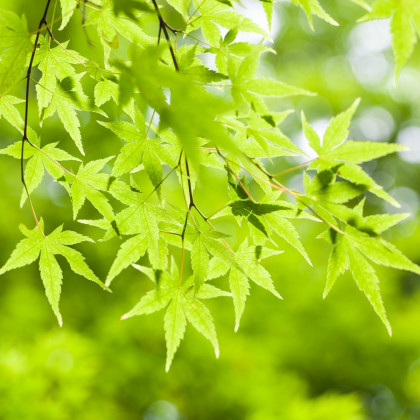 Javor japonský zelený - Acer tataricum - semená javora - 5 ks