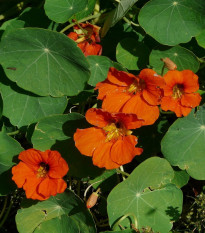 Kapucínka väčšia Tom Pouce - Tropaeolum Majus - predaj semienka - 15 ks