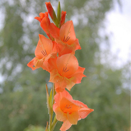 Gladiol Ovatie - Gladiolus - predaj cibuľovín - 3 ks