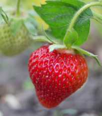 Jahoda Symphony - Fragaria ananassa - voľnokorenné sadeničky jahôd - 5 ks