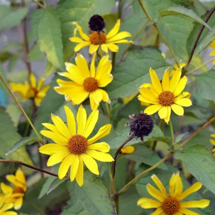 Slnečnica hľuznatá - Helianthus tuberosus - sadeničky slnečnice - 1 ks