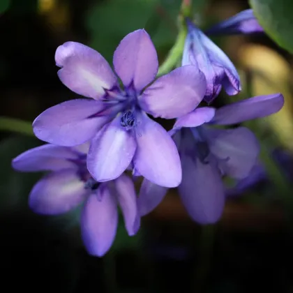 Babiana Kew Hybrids - Babiana stricta - sadeničky babiany - 3 ks