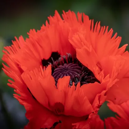 Mak východný Turkenlouis - Papaver orientale - sadeničky maku - 1 ks