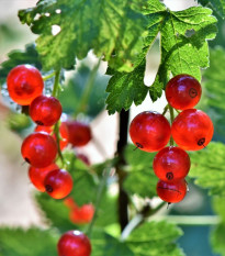 Ríbezľa červená - Ribes sylvestre - voľnokorenné sadeničky ríbezlí - 1 ks