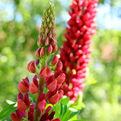 Vlčí bôb - Lupina mnoholistá červená - Lupinus polyphyllus - sadeničky lupiny - 1 ks