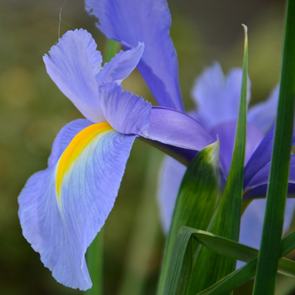 Kosatec Sapphire Beauty - Iris hollandica - predaj cibuľovín - 3 ks