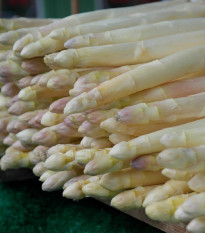 Špargľa lekárska Thielim - Asparagus officinalis - sadeničky špargle - 1 ks