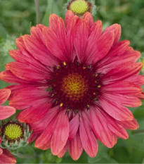 Kokarda Arizona Red Shades - Gaillardia aristata - semienka kokardy - 10 ks