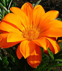 Gazánia Kiss Orange F1 - Gazania rigens - predaj semien - 12 ks