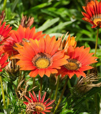 Gazánia Frosty Kiss Red F1 - Gazania rigens - predaj semien - 12 ks