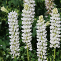 Vlčí bôb - Lupina mnoholistá biela - Lupinus polyphyllus - sadeničky lupiny - 1 ks