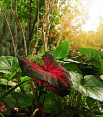 Kaládium Red Fresh - Caladium bicolor - predaj cibuľovín - 1 ks