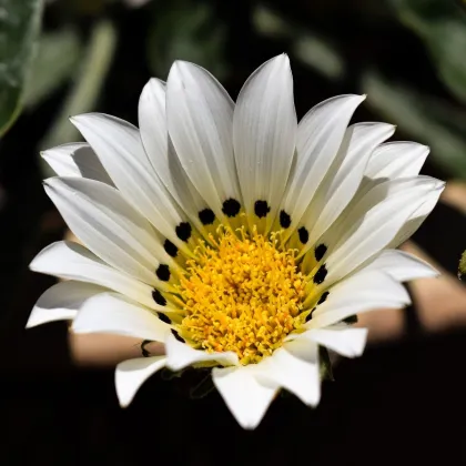 Gazánia Kiss White F1 - Gazania rigens - predaj semien - 12 ks