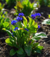 Nezábudka lesná Compindi - Myosotis sylvatica - predaj semien - 100 ks