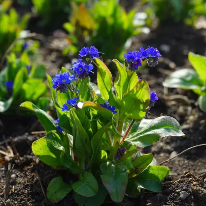 Nezábudka lesná Compindi - Myosotis sylvatica - predaj semien - 100 ks