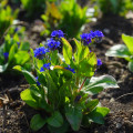 Nezábudka lesná Compindi - Myosotis sylvatica - predaj semien - 100 ks