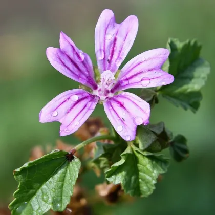 Slez lesný - Malva sylvestris - semienka slezu - 10 ks