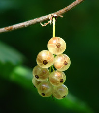 Ríbezľa biela - Ribes sylvestre - voľnokorenné sadeničky ríbezlí - 1 ks