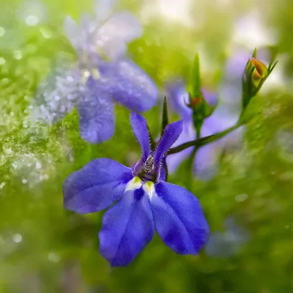 Lobelka drobná Riviera Marine Blue - Lobelia erinus - predaj semien - 0,1 g