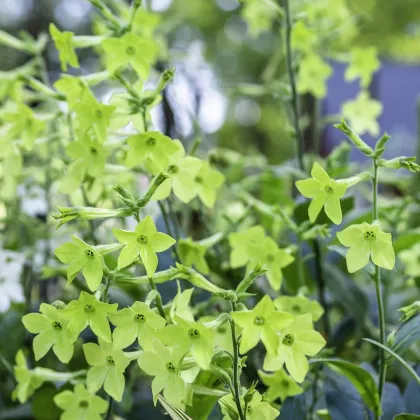 Tabak okrasný voňajúci Perfume Lime F1 - Nicotiana sanderae - predaj semien - 50 ks