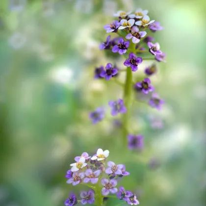 Lobulária prímorská Könnigsteppich - Lobularia maritima - predaj semien - 50 ks