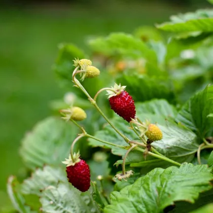 Jahoda mesačná Alexandria - Fragaria vesca - semienka jahôd - 20 ks