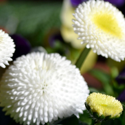 Sedmokráska obyčajná Tasso biela - Bellis perennis - semienka sedmokrásky - 50 ks