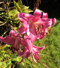 Ľalia Pink Perfection - Lilium - predaj cibuľovín - 1 ks