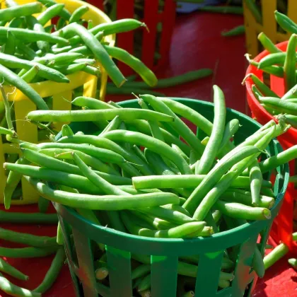 Fazuľa kríčková Delinel - Phaseolus vulgaris -  predaj semien fazule - 20 ks