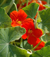 Naturium - Modrý Pepe - Tropaeolum majus - semiačka - 15 ks