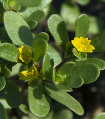 Portulaka zlatá - Portulaca oleracea - semienka - 30 ks