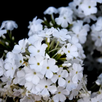 Plamienka biela - Phlox - voľnokorenné sadeničky plamienky - 1 ks