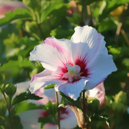 Ibištek sýrsky biely - Hibiscus syriacus - semiačka - 12 ks