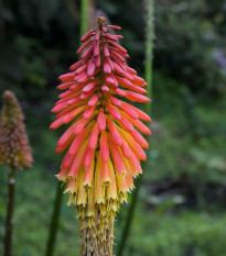 Fakľovka - Kniphofia - Kleopatrina ihla - semiačka - 4 ks