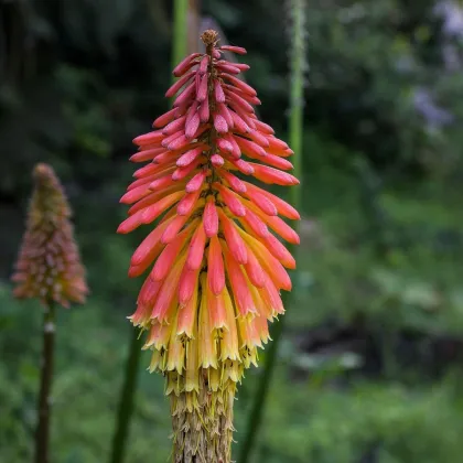 Fakľovka - Kniphofia - Kleopatrina ihla - semiačka - 4 ks