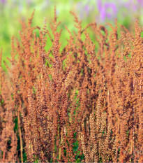 Štiav kyslý - Rumex acetosa - semiačka - 25 ks