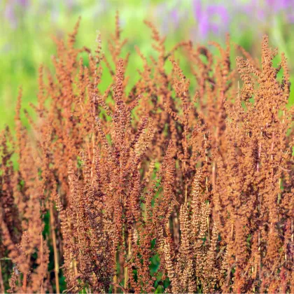 Štiav kyslý - Rumex acetosa - semiačka - 25 ks