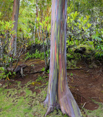 Eukalyptus dúhový - Blahovičník - Eucalyptus deglupta - predaj semien - 5 ks