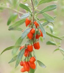 Kustovnica čínska - Goji - Lycium chinensis - semiačka - 5 ks