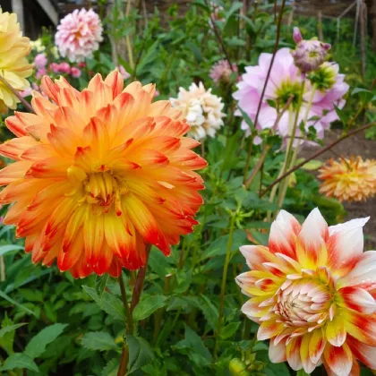 Georgína Premenlivá Unwin Zmes Farieb - Dahlia Variabilis - Predaj Semien - 65 ks