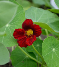 Kapucínka červenočierna Black Velvet - Tropaeolum minus - predaj semien - 15 ks