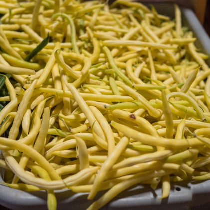 Fazuľa kríčková Golden teepee - Phaseolus vulgaris - predaj semien fazule - 20 ks